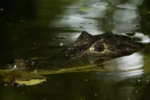 Portret: Spectacled Caiman