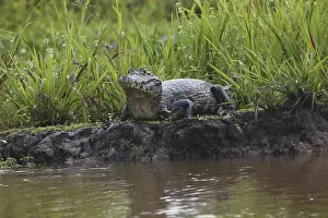Crocodilian: Spectacled Caiman