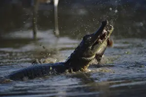 1988: Spectacled Caiman