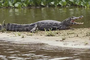 Sunning: Spectacled Caiman