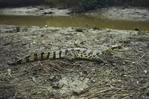 Crocodilian: Spectacled Caiman