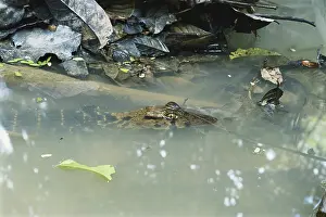 Lurking: Spectacled Caiman