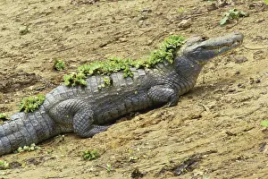 Crocodilian: Spectacled Caiman