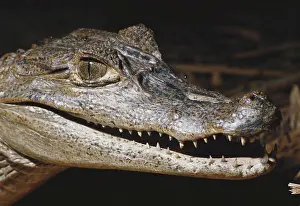 Crocodilian: Spectacled Caiman