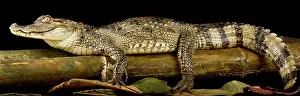 Caiman: spectacled caiman (Caiman crocodilus), on black background