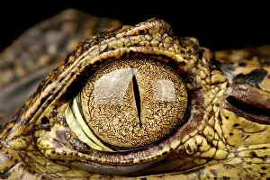 Caiman: Spectacled caiman (Caiman crocodilus) eye, on bl