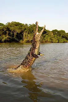 Venezuelan: Spectacled Caiman (caiman crocodilus), Leaping in