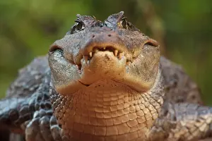 Toughness: Spectacled Caiman (Caiman crocodilus) Rainforest