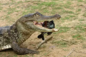 Caimans: Spectacled Caiman - carrying fish prey in mouth