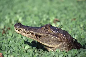 Caimans: SPECTACLED CAIMAN- close up of head