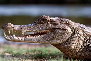 Rungnapa Sasitorn: SPECTACLED CAIMAN - CROCODILE
