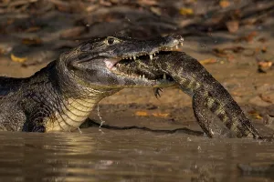 Caiman: Spectacled Caiman, Crocodile Caiman, yacare caimans