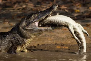 Flood: Spectacled Caiman, Crocodile Caiman, yacare caimans