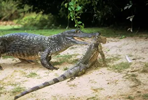 Dragging: Spectacled CAIMAN - dragging lizard