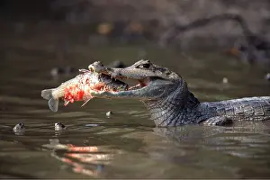 Caimans: SPECTACLED CAIMAN-EATING FISH