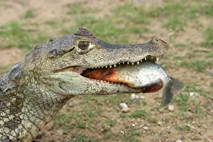 Caimans: Spectacled Caiman - eating piranha