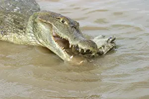 Caimans: Spectacled caiman - eating turtle