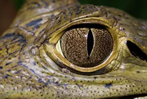 Crocodilus: Spectacled Caiman eye