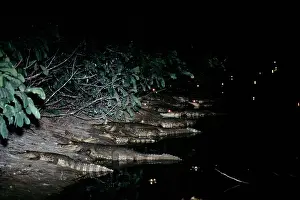Caimans: Spectacled CAIMAN - group leaving water, at riverbank