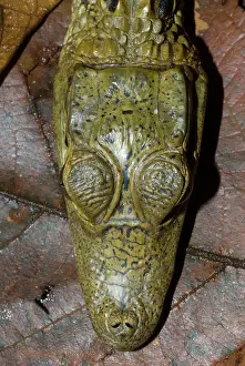 Crocodilus: Spectacled Caiman head