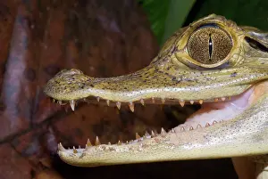 Crocodilus: Spectacled Caiman head