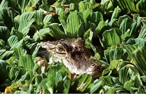 Caiman: SPECTACLED CAIMAN - head amongst plants