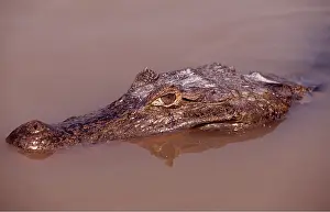 Caiman: SPECTACLED CAIMAN- head in water