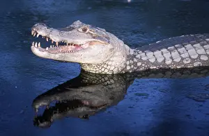 Caiman: SPECTACLED CAIMAN-IN WATER