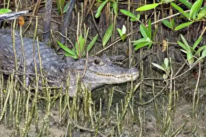 Caimans: Spectacled Caiman - among mangrove roots