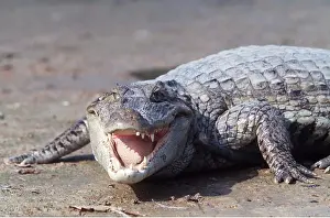 Caiman: SPECTACLED CAIMAN - mouth open