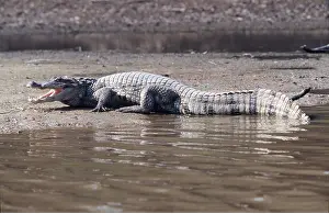 Caiman: SPECTACLED CAIMAN - on riverbank
