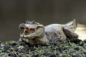 Caiman: Spectacled Caiman (sclerops), Caiman, Venezuela