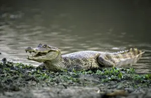 Caiman: Spectacled Caiman (sclerops), Caiman, Venezuela