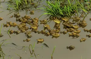 Crocodilus: Spectacled CAIMAN - swimming babies