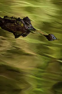 Jaws: Spectacled caiman, Tortuguero National Park