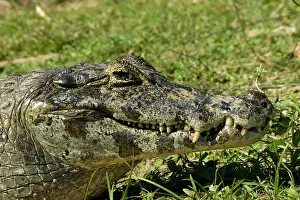 Caiman: Spectacled Caimen, Caiman crocodilus, by