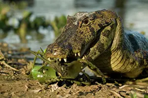 Mary: Spectacled Caimen, Caiman crocodilus, by