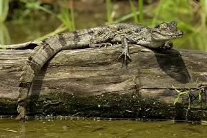 Mary: Spectacled Caimen, Caiman crocodilus, by
