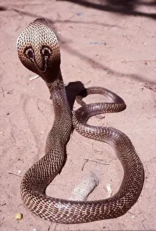 Joanna Van Gruisen: SPECTACLED COBRA