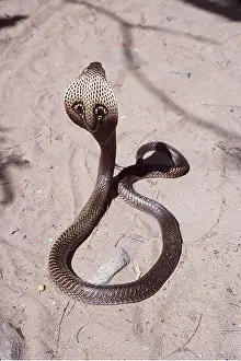 Joanna Van Gruisen: SPECTACLED COBRA - WITH HOOD UP