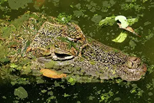 Crocodilus: Spectacled or Common Caiman