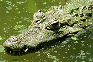 Crocodilus: Spectacled or Common Caiman
