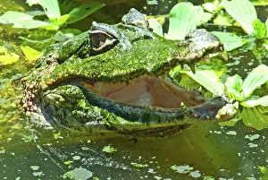 Crocodilus: Spectacled or Common Caiman