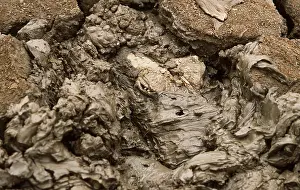 Caiman: Spectacled / common CAIMAN - buried in mud at end
