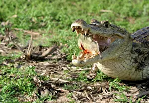 Crocodilus: Spectacled / common CAIMAN - feeding on fish