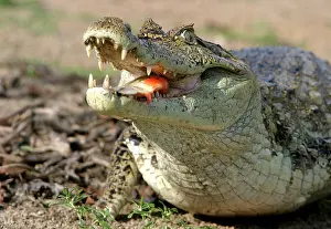 Crocodilus: Spectacled / common CAIMAN - feeding on fish