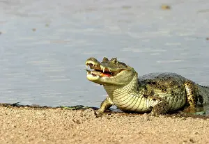 Caimans: Spectacled / common CAIMAN - feeding on fish