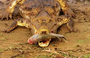 Piranha: Spectacled / Common Caiman - with piranha in mouth