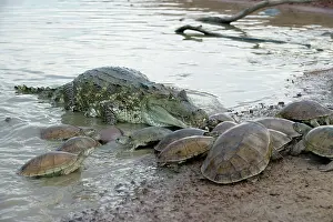 Vogli: Spectacled / common CAIMAN and Sideneck Turtle