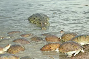 Vogli: Spectacled / common CAIMAN and Sidenecked Turtle